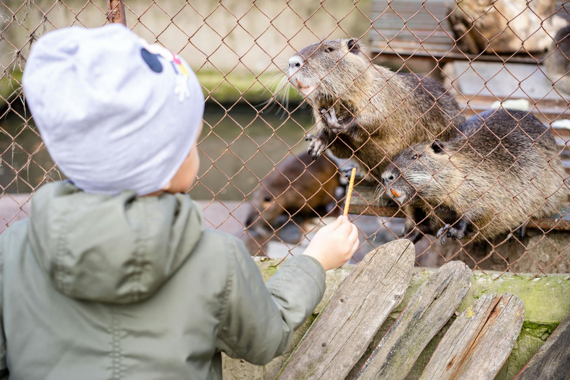 Dziecko karmi bobry przez ogrodzenie w warszawskim zoo